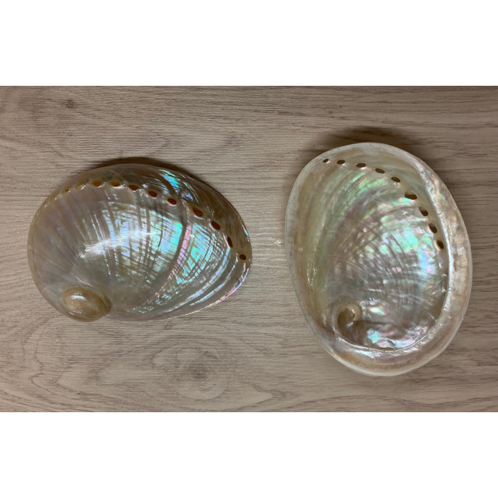 Abalone nacrée 10/12cm par 2