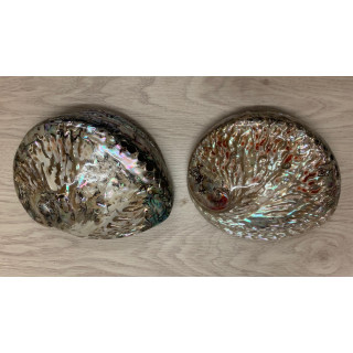 Abalone Haliotis polie 12/15cm par 2