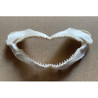 Shark machoire 40/50cm by 1