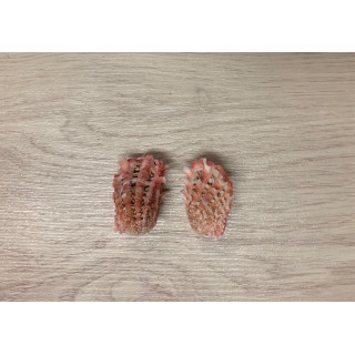 Carditta Crassicosta 6cm by 6