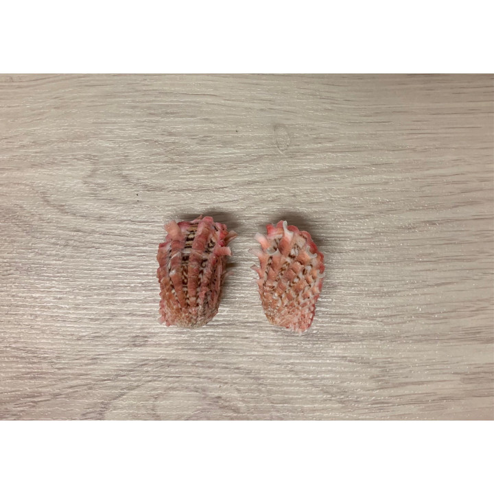 Carditta Crassicosta 6cm par 6