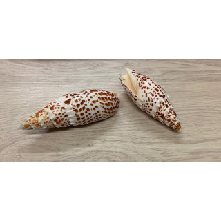 Mitra papalis 10/15cm par 6