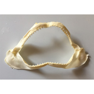 Shark jaw 7-7 1/2 " by 6