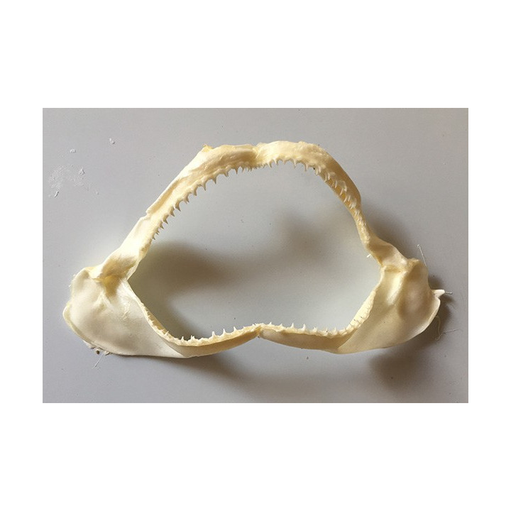Shark jaw 7-7 1/2 " by 6