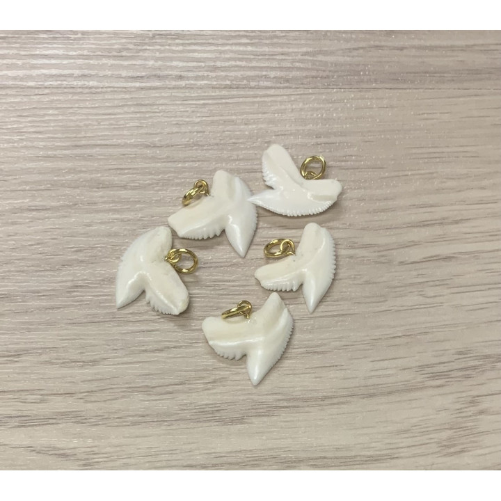 Tiger shark tooth with ring 2.5cm by 6