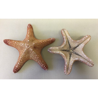 Etoile Jungle Naturelle 14/18cm lot de 25