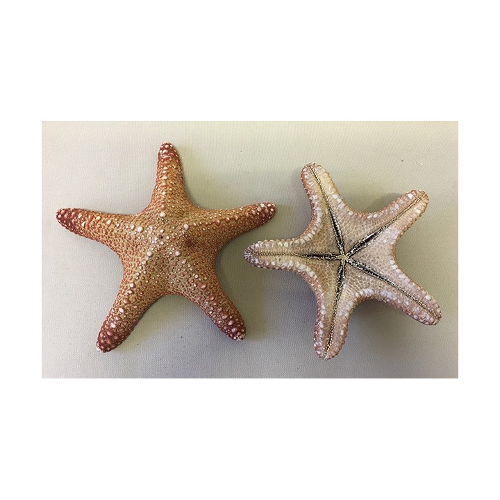 Etoile Jungle Naturelle 14/18cm lot de 25