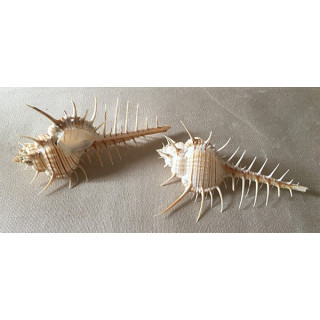 Murex nigrospinosus 12/15cm par 12