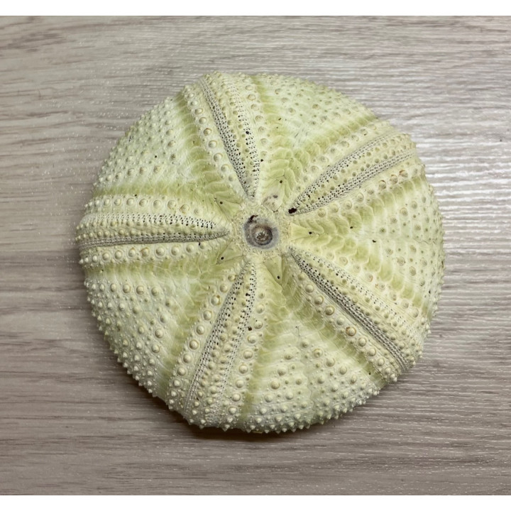 Oursin indo 7/9cm par 12