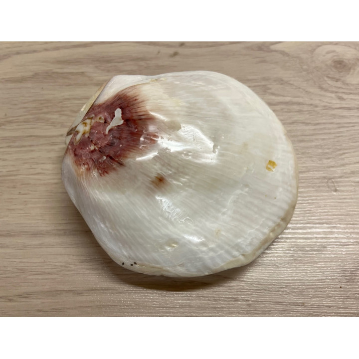 Spondyle varians poli 13/15cm par 3