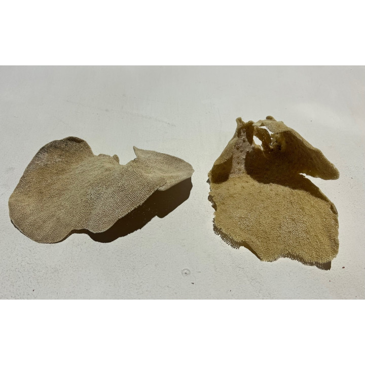 Eponge coupe 20/30 cm par 2