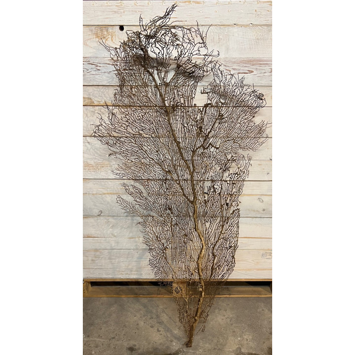 Gorgonia marron (40"Up) 1.20m env. par 1