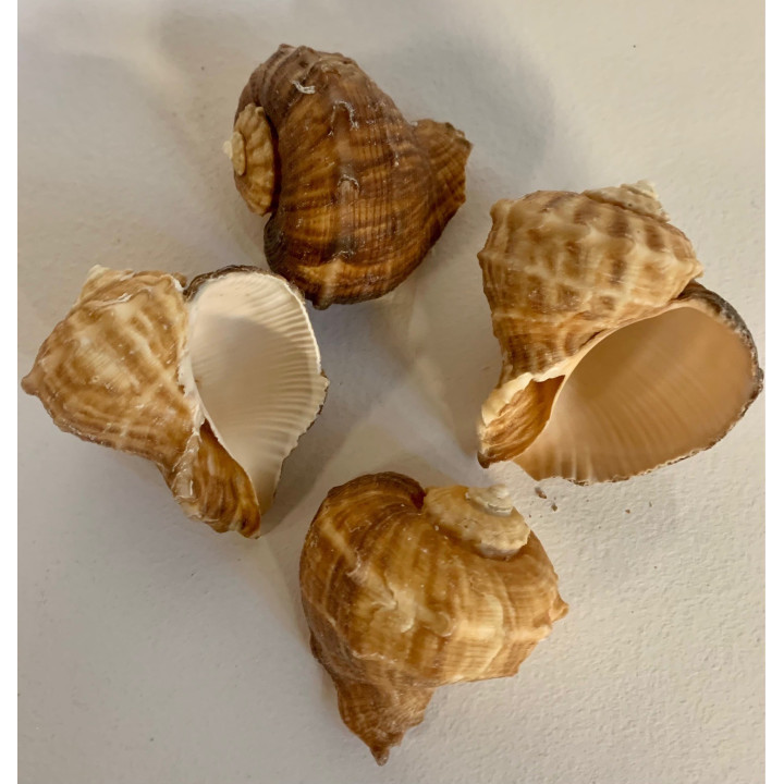 Muricidae Rapana Rapiformis 7/9 cm par 2kg