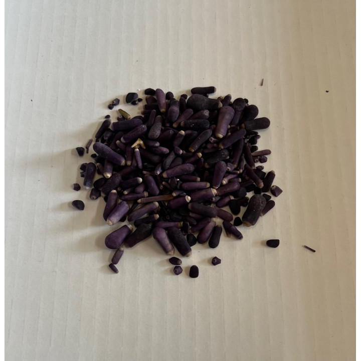 Piquants d'oursins Colobocentratus violet (sachet 100g) par 3