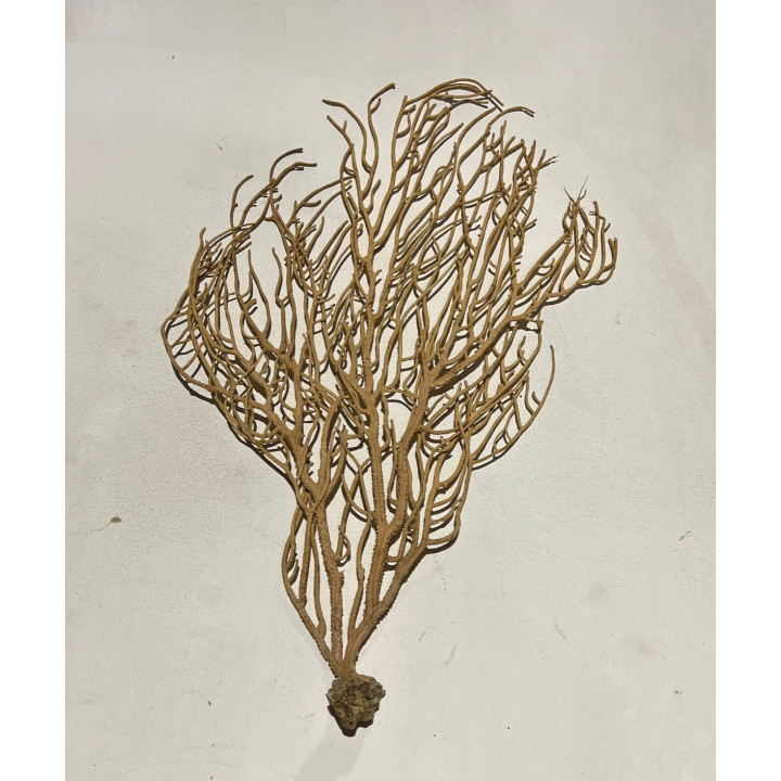 Gorgone Arbre jaune 50/60cm par 1