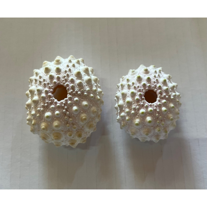 Test d'Oursin Cidaris Rosé 4/6cm par 6