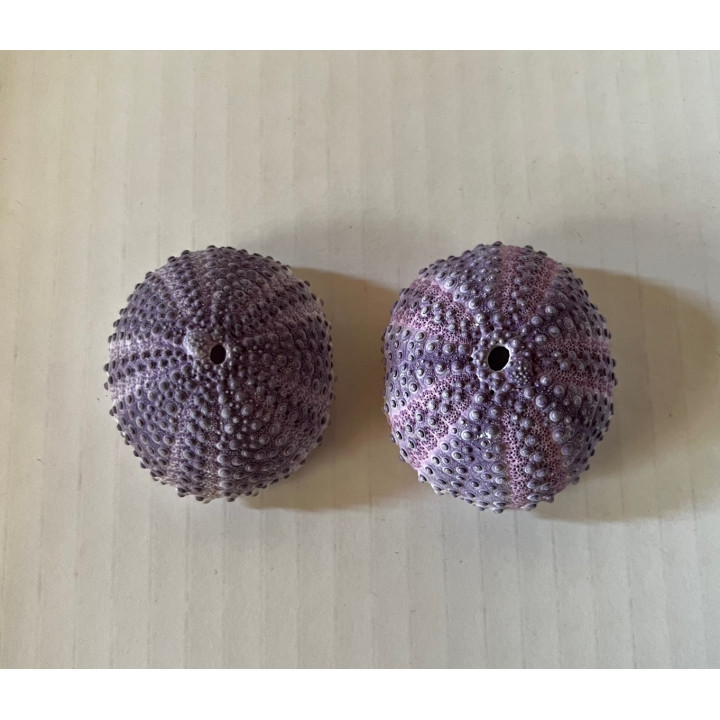 Test d'oursin Colobocentratus violet  3/4cm par 6