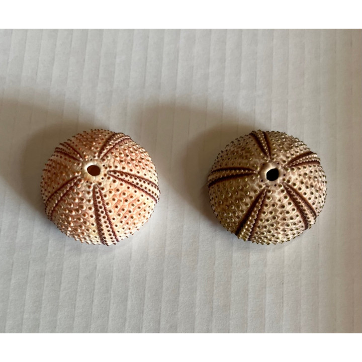 Test d'oursin rose/parme méditerranée 3.5/5cm par 6