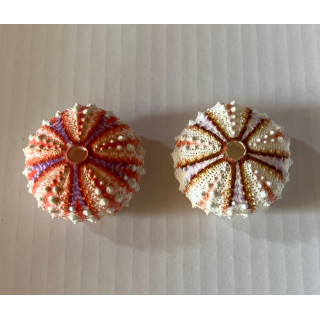 Sea urchin Test Interruptus 2.6/3cm lot of 3