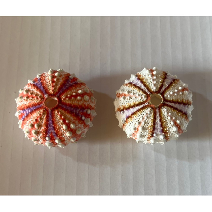Sea urchin Test Interruptus 2.6/3cm lot of 3