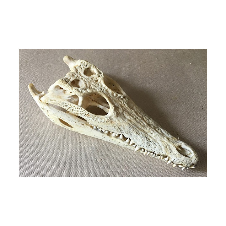 Crocodile crâne - avec cites 31/34cm par 1