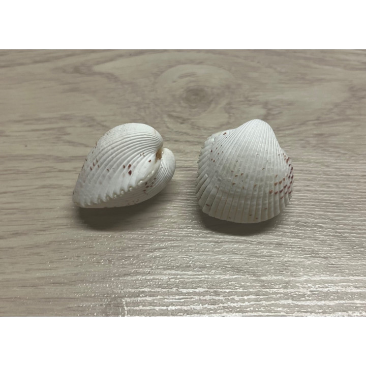 Hemicardium 3/3.5 cm par 6