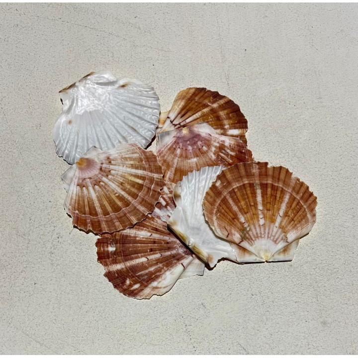 Pecten rosés 10/11cm au kilo par 2kg