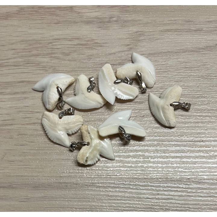 Tiger shark tooth with ring 2.20cm by 12