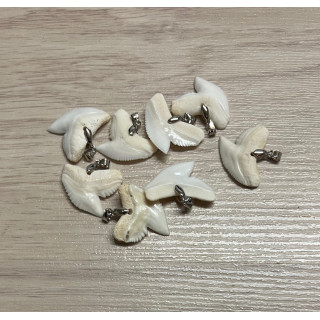 Dent de Requin Tigre 2.8cm lot de 6