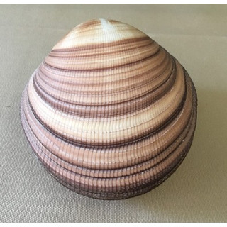 Cardium maxima 10/11cm par 3