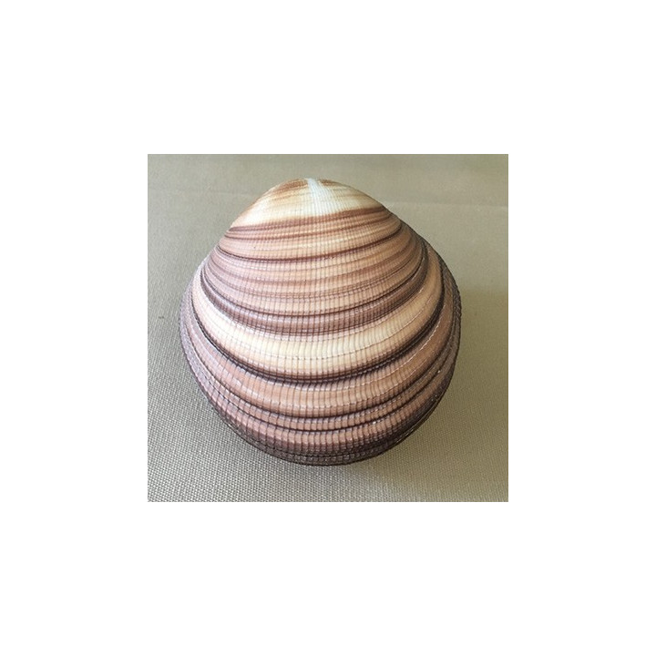 Cardium maxima 10/11cm par 3