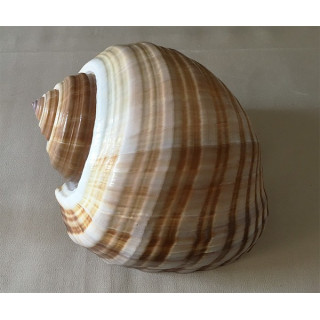 Tonna galea (cepa) 9/14cm par 12