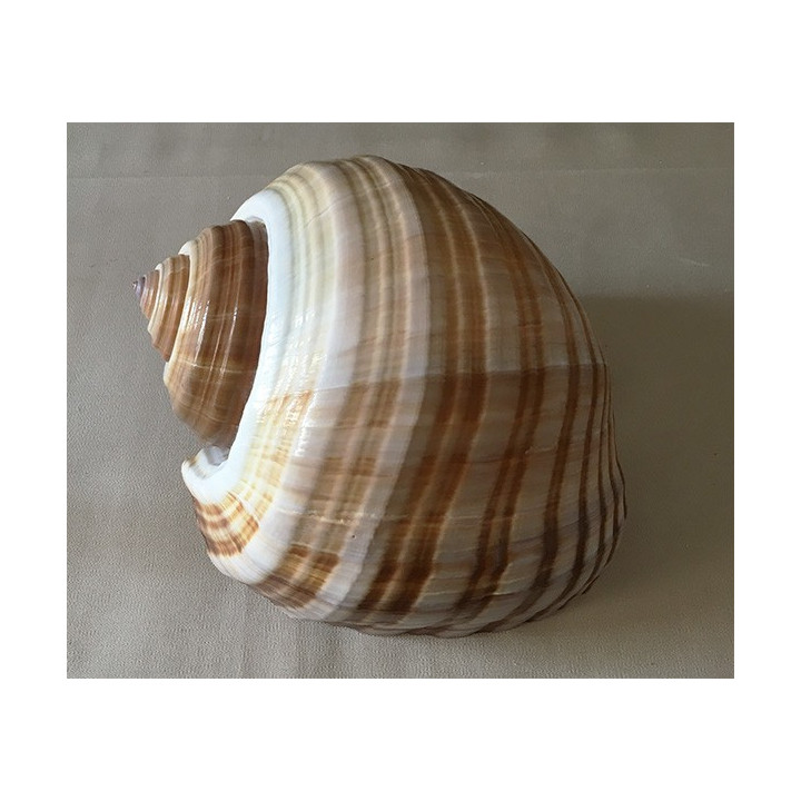 Tonna galea (cepa) 9/14cm par 12