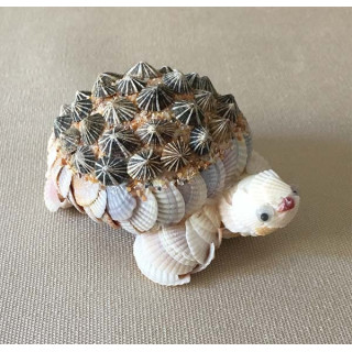 Tortue coquillage 8cm par 6