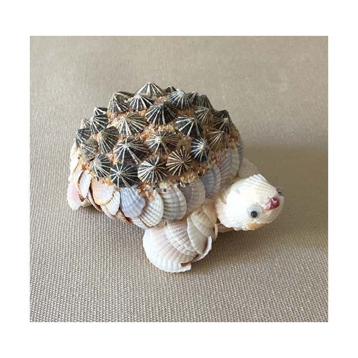 Tortue coquillage 8cm par 6