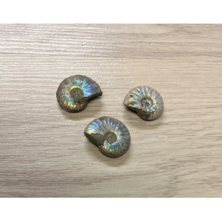 Fossille ammonite cleoniceras nacrée 3/4cm