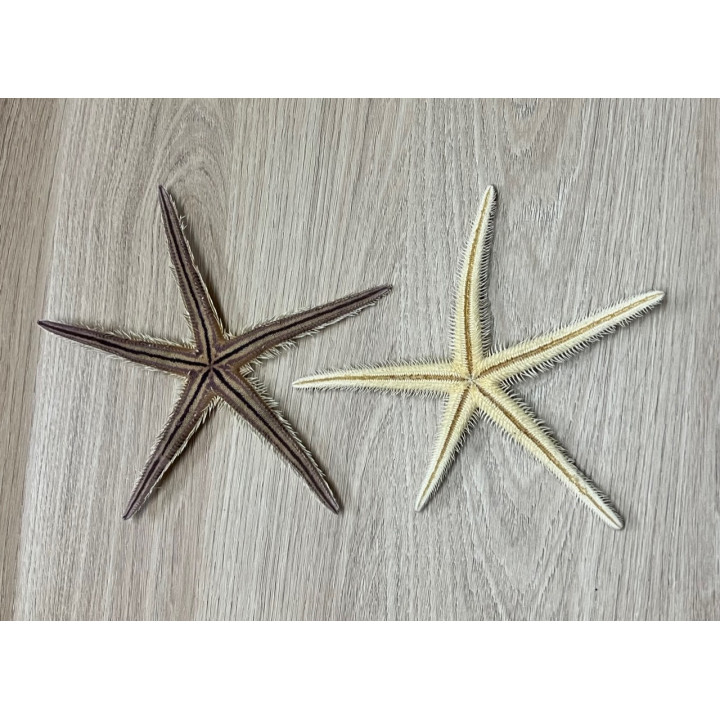 Etoile de Mer Echinaster 13/20cm par 3