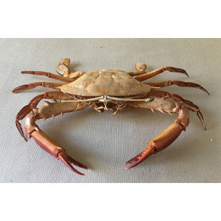 Crabe Antennes 17/20cm lot de 1