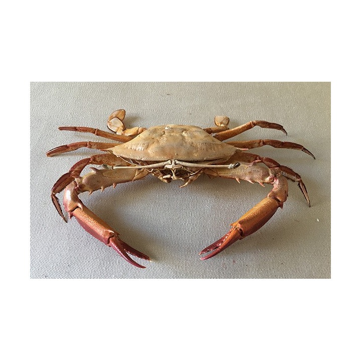 Crab Antennas 18/22cm batch of 1