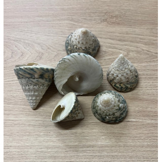 Trocha Lineatus 3.5/5cm by 2kg