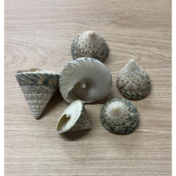 Trocha Lineatus 3.5/5cm lot de 2kg