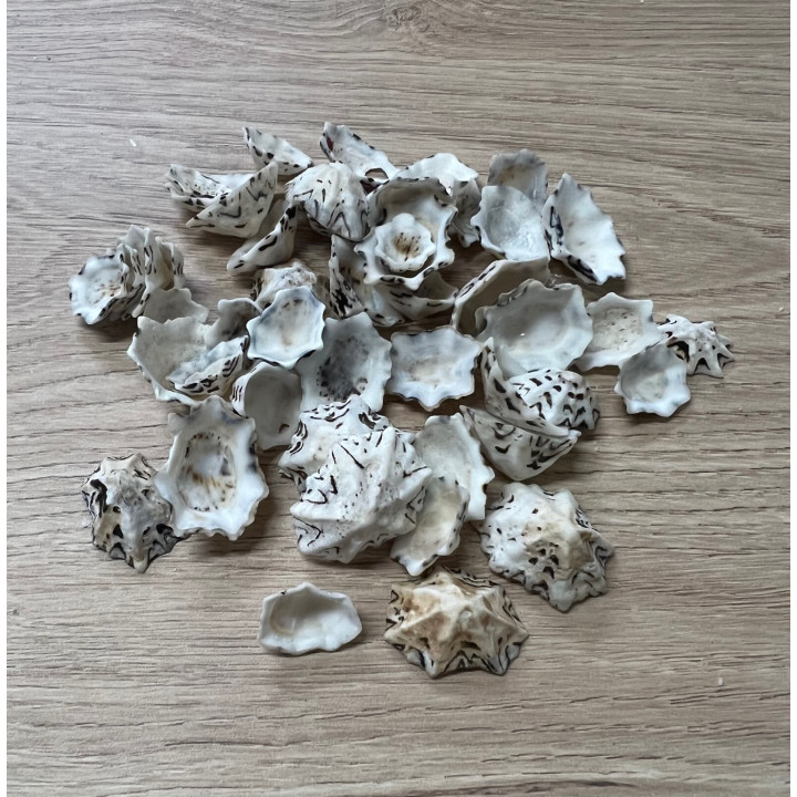 Star limpit 2/3cm par 2 kg