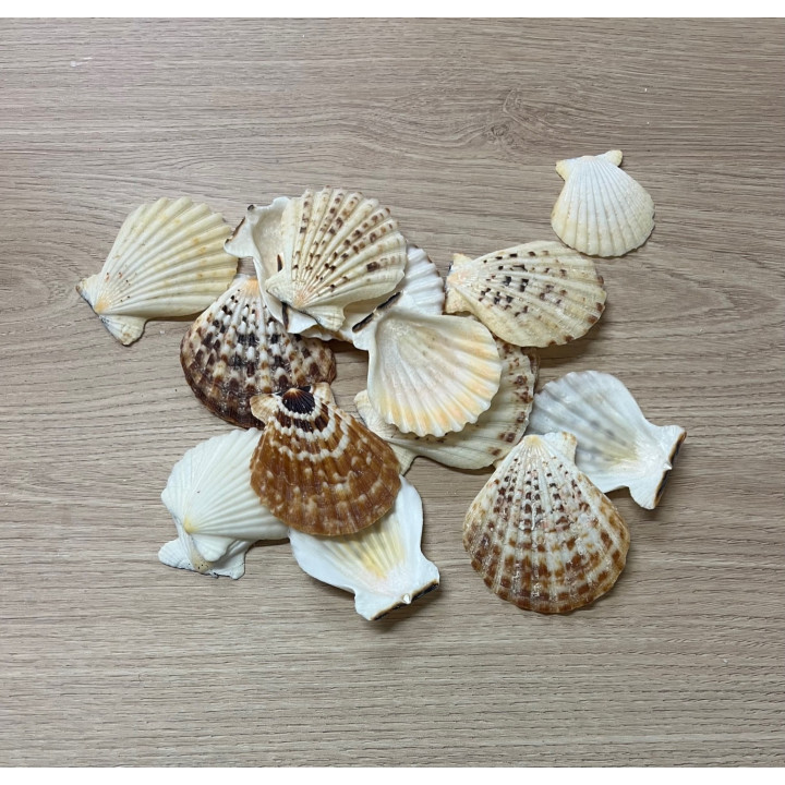 Pecten Radula 5/7cm par 2kg