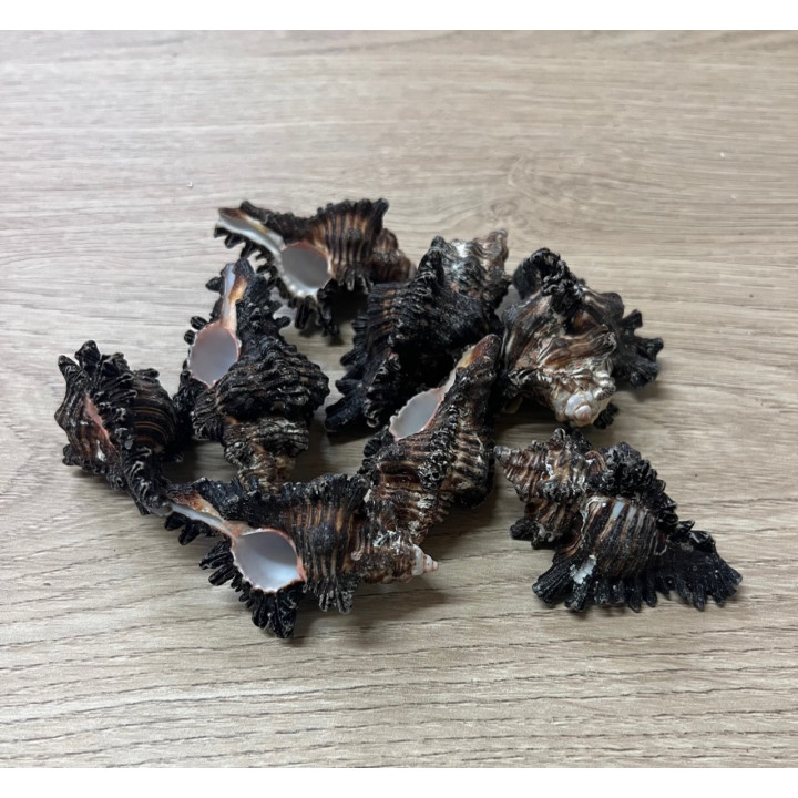 Murex Adusta 4/7cm par 2kg