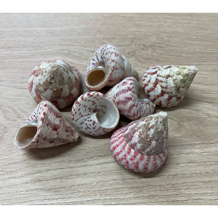 Trocha Maculatus 4/6cm par 2kg