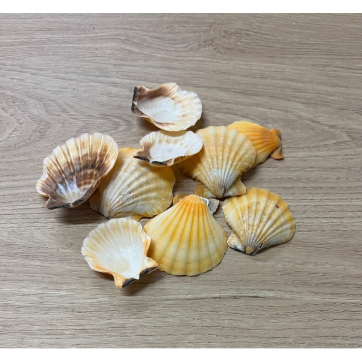 Pecten Vexillum Orange 4/6cm par 2kg