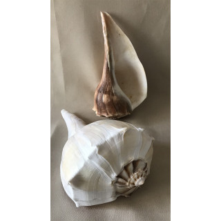 Busycom contrarium madagascar 17/20cm par 1