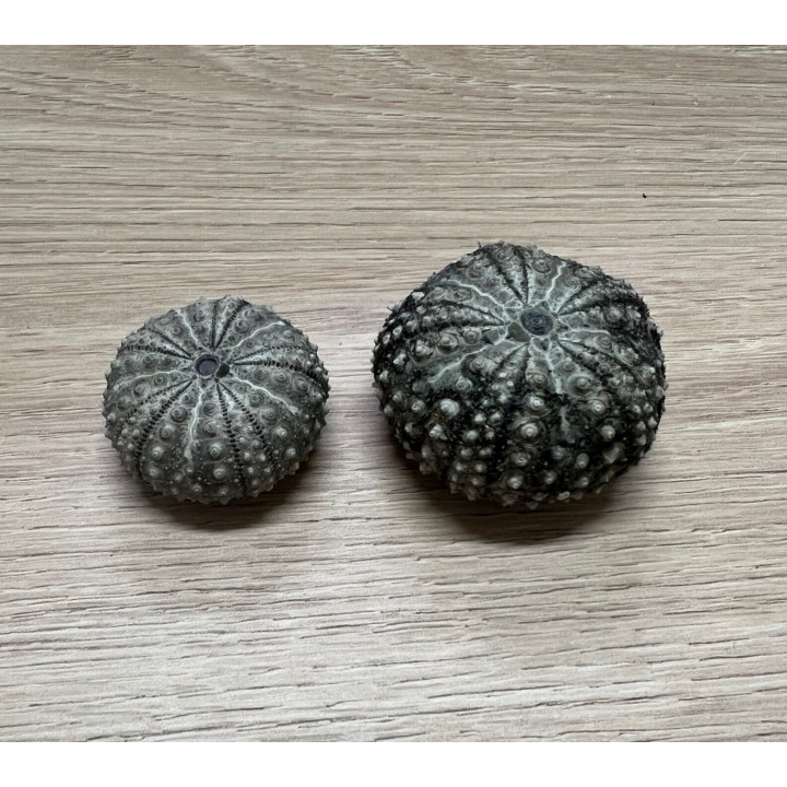 Test d'oursin diadema setosum noir 3/4cm par 6