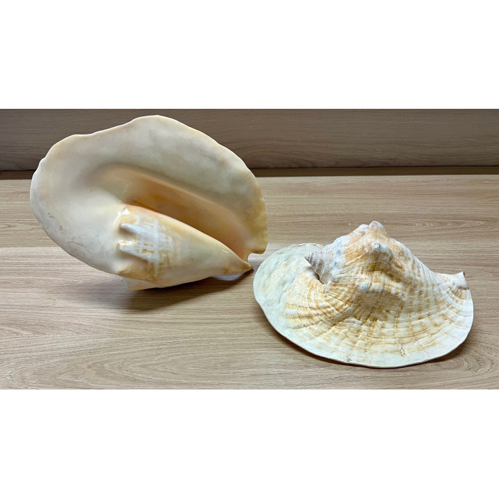 Strombus goliatus 30/34cm par 1