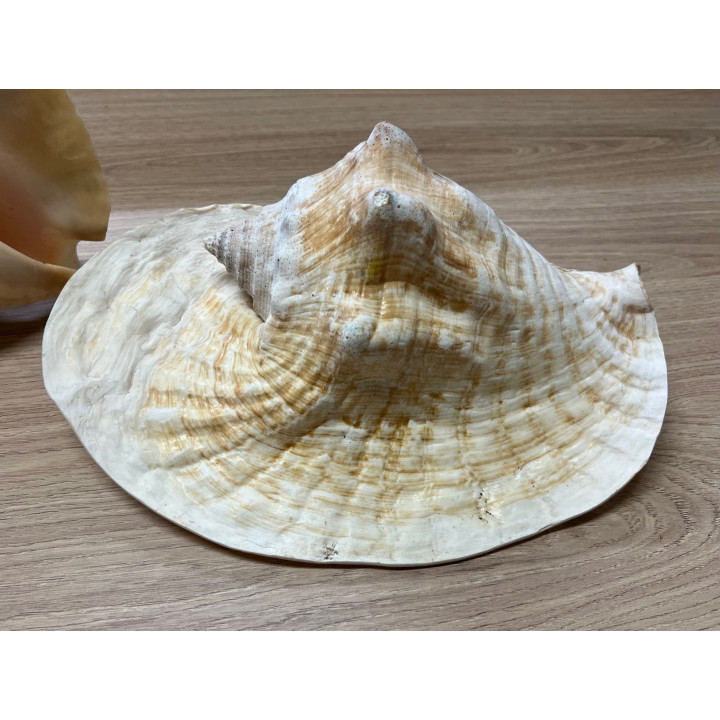 Strombus goliatus 30/34cm par 1